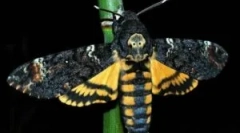 Tot ce merită să știți despre capul mort de fluture